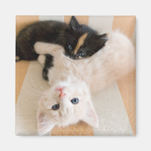 Weiße und schwarze Kätzchen Magnet
