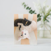 Weiße und schwarze Kätzchen Postkarte (Stehend Vorderseite)