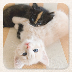 Weiße und schwarze Kätzchen Rechteckiger Pappuntersetzer