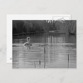 Weiße und schwarze Schwäne Postkarte (Vorne/Hinten)