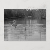 Weiße und schwarze Schwäne Postkarte (Vorderseite)