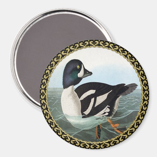 Weiße und schwarze Stockenten schwimmen im Wasser Magnet (Vorderseite/Rückseite)