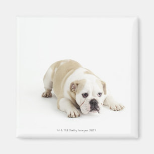 Weiße und tan Bulldogge Magnet