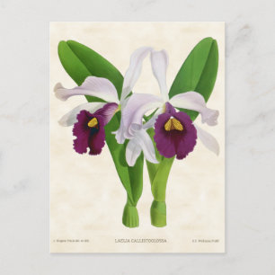 Weiße und violette Laelia-Orchidee, Vintage-Botani Postkarte