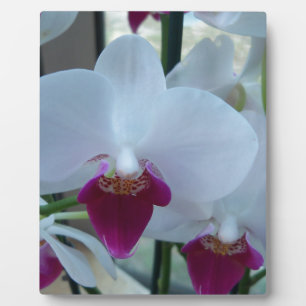 weiße und violette Orchideen Fotoplatte