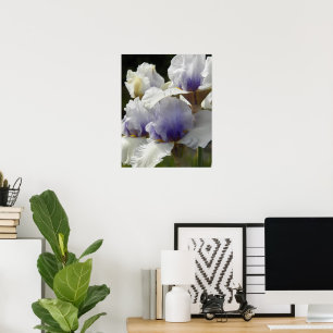 Weiße und violette Schwertlilienblüten Floral Poster