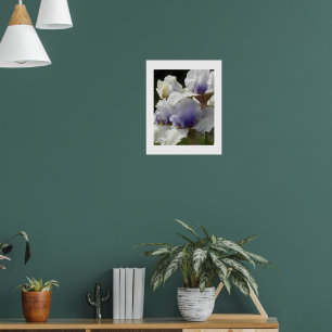 Weiße und violette Schwertlilienblüten Floral Poster