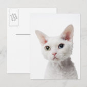 Weiße, ungerade mit Augen Katze 2 Postkarte (Vorne/Hinten)