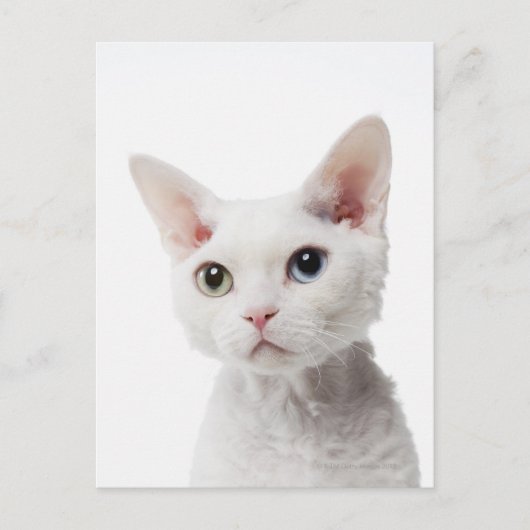 Weiße, ungerade mit Augen Katze 2 Postkarte (Vorderseite)