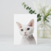 Weiße, ungerade mit Augen Katze 2 Postkarte (Stehend Vorderseite)