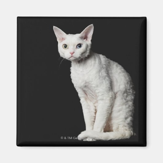 Weiße, ungerade mit Augen Katze 3 Magnet (Vorne)