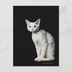 Weiße, ungerade mit Augen Katze 3 Postkarte