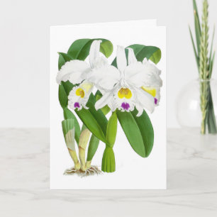 Weiße Vintage-Orchideen-Blumen-Notizkarte Karte