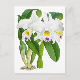 Weiße Vintage-Orchideenblüte Postkarte