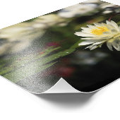 Weiße Wasserlilie Fotodruck (Ecke)