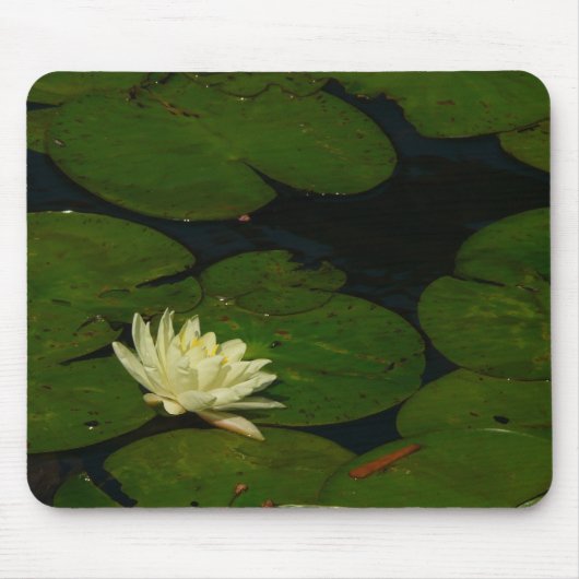 Weiße Wasserlilie I Friedliche Blumenfotografie Mousepad (Vorne)
