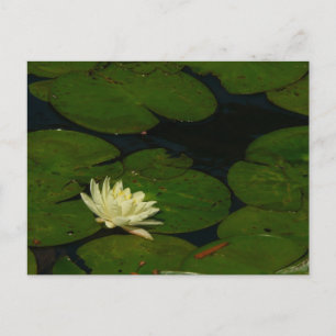 Weiße Wasserlilie I Friedliche Blumenfotografie Postkarte