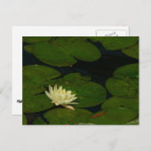 Weiße Wasserlilie I Friedliche Blumenfotografie Postkarte (Vorne/Hinten)