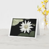 Weiße Wasserlilie Karte (Gelbe Blume)