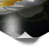 Weiße Wasserlilie mit Regentropfen Fotodruck (Ecke)