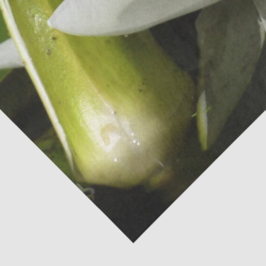 Weiße Wasserlilie und Blüten Seidenpapier (Detail)