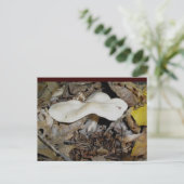 Weiße Wavy-Pilzpostkarte Postkarte (Stehend Vorderseite)