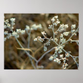 Weiße Weber Poster (Vorne)