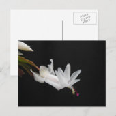 Weiße Weihnachtskaktuss-Blume Feiertagspostkarte (Vorne/Hinten)