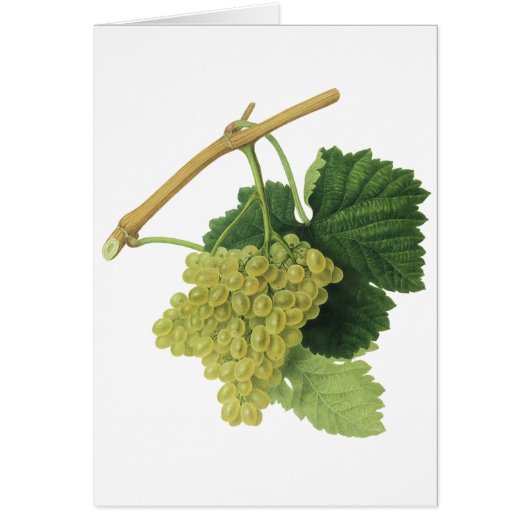 Weiße Weintrauben auf dem Weinberg, Vintages Leben (Vorne)