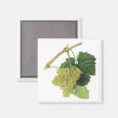 Weiße Weintrauben auf dem Weinberg, Vintages Leben Magnet (Vorderseite/Rückseite)