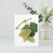 Weiße Weintrauben auf dem Weinberg, Vintages Leben Postkarte (Stehend Vorderseite)