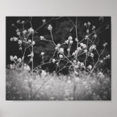 Weiße Wildblume Schwarz und Weiß Poster (Vorne)