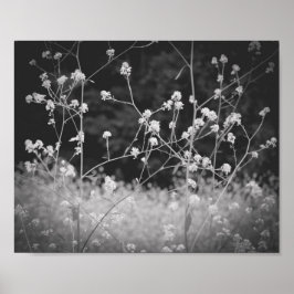 Weiße Wildblume Schwarz und Weiß Poster