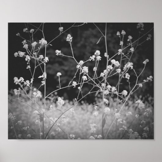 Weiße Wildblume Schwarz und Weiß Poster (Vorne)