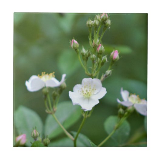 Weiße Wildblumen Fliese (Vorderseite)
