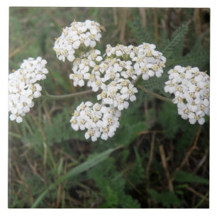 Weiße Wildblumen Fliese