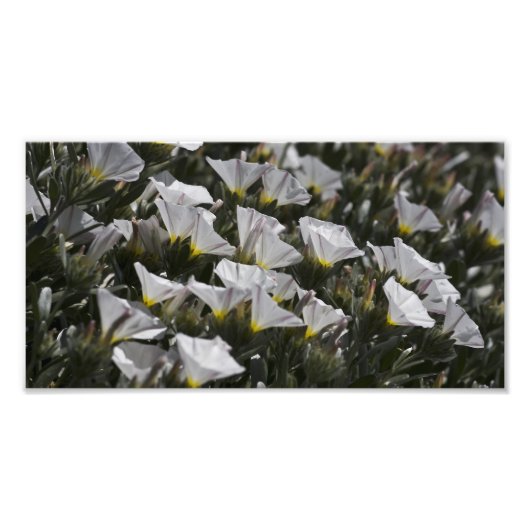 Weiße Wildblumen Fotodruck (Vorne)