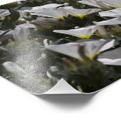 Weiße Wildblumen Fotodruck (Ecke)
