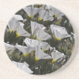 Weiße Wildblumen Getränkeuntersetzer