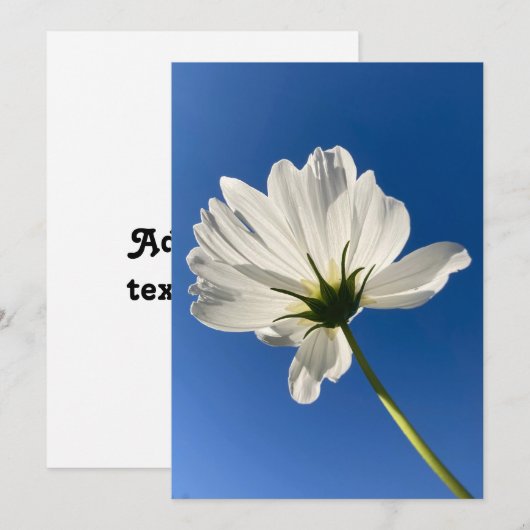 Weiße Wilde Blume Karte (Vorne/Hinten)