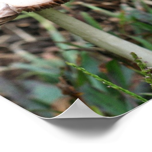 Weiße wilde Pilznatur Poster (Ecke)
