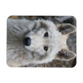 WEISSE WOLF FLEXIBLE MAGNET (Horizontal)