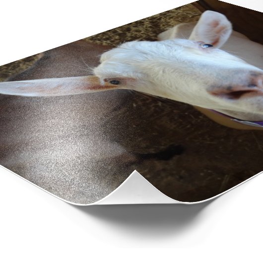 Weiße Ziege Fotodruck (Ecke)