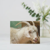 Weiße Ziege leckt sich Postkarte (Stehend Vorderseite)