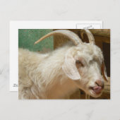 Weiße Ziege leckt sich Postkarte (Vorne/Hinten)