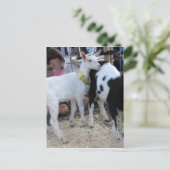 Weiße Ziege Postkarte (Stehend Vorderseite)