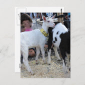 Weiße Ziege Postkarte (Vorne/Hinten)