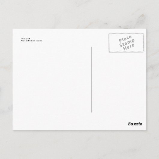 Weiße Ziege Postkarte (Rückseite)