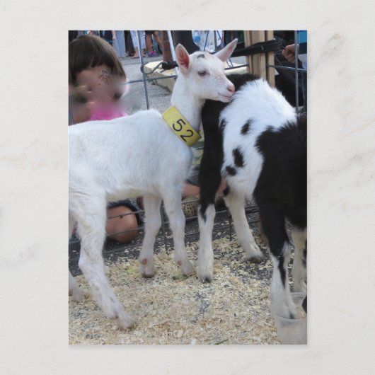 Weiße Ziege Postkarte (Vorderseite)
