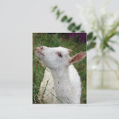 Weiße Ziege Postkarte (Stehend Vorderseite)